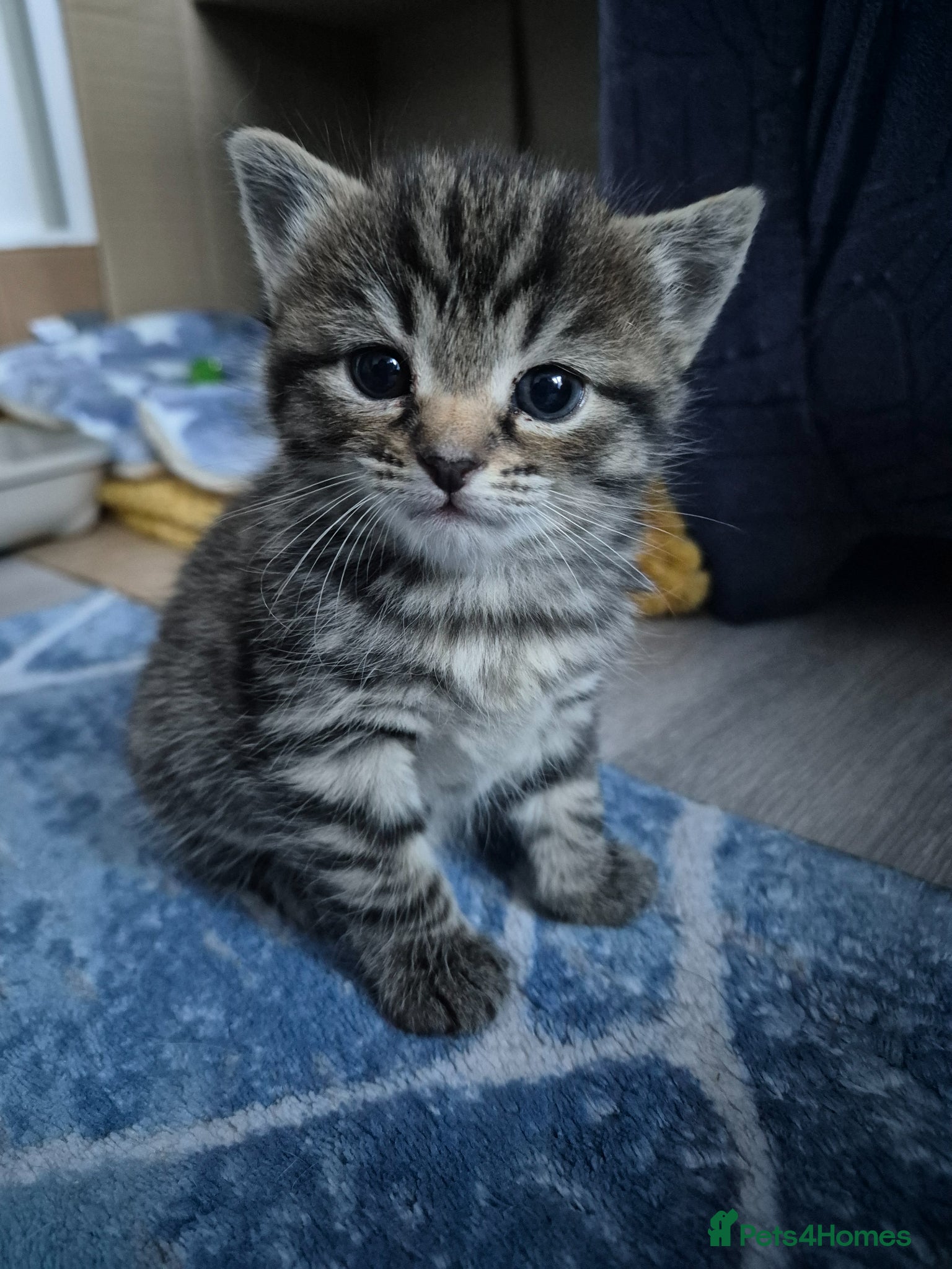 Mixed Breed cats mixed breed kittens - Advert 1