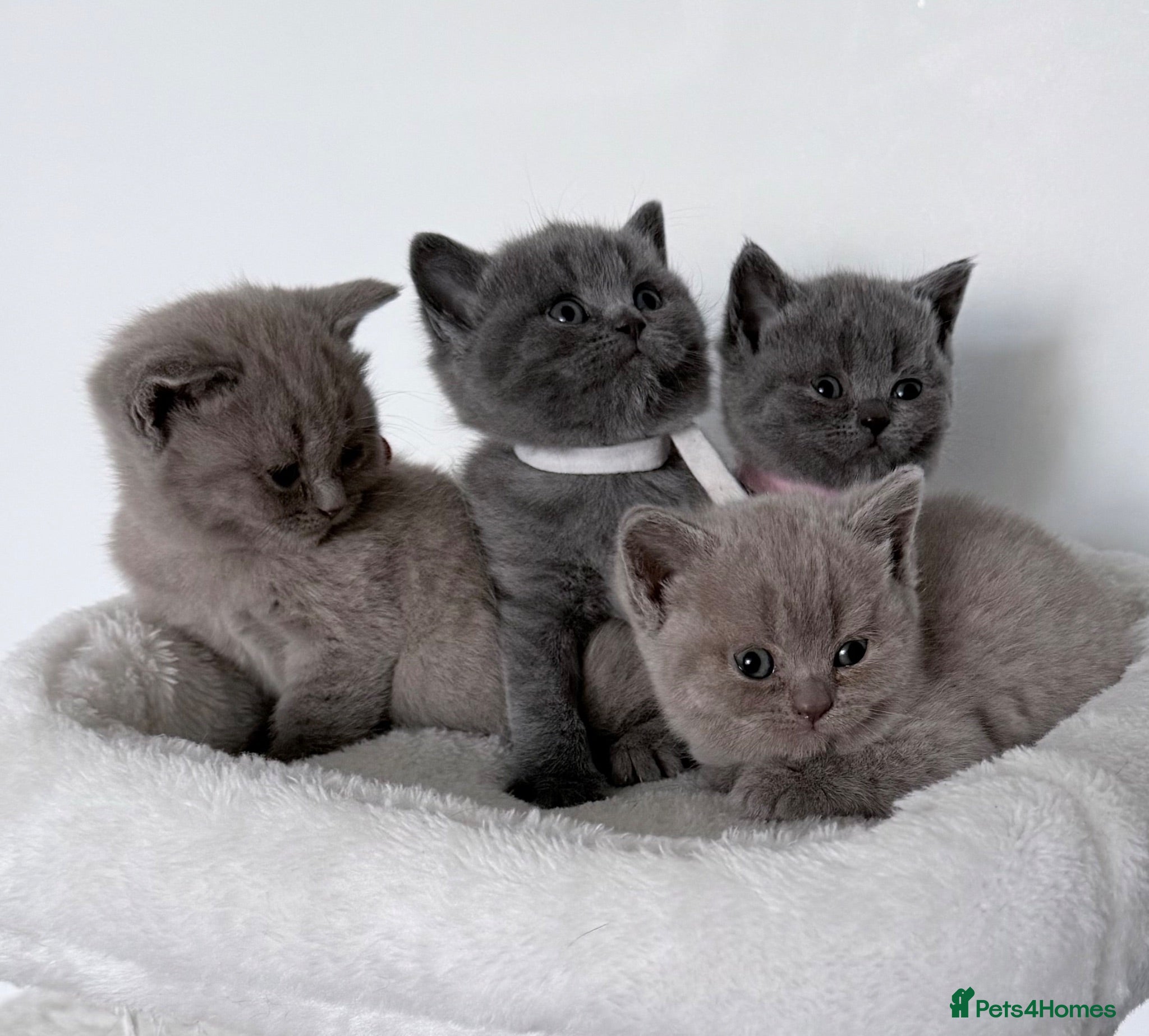 British Shorthair cats outstanding British shorthair kittens - Advert 1