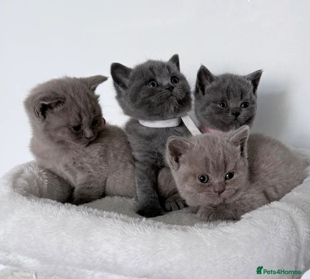 British Shorthair cats for sale: outstanding British shorthair kittens - Advert 1