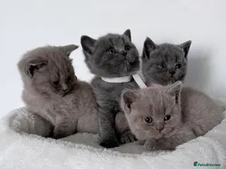 British Shorthair cats outstanding British shorthair kittens - Advert 3