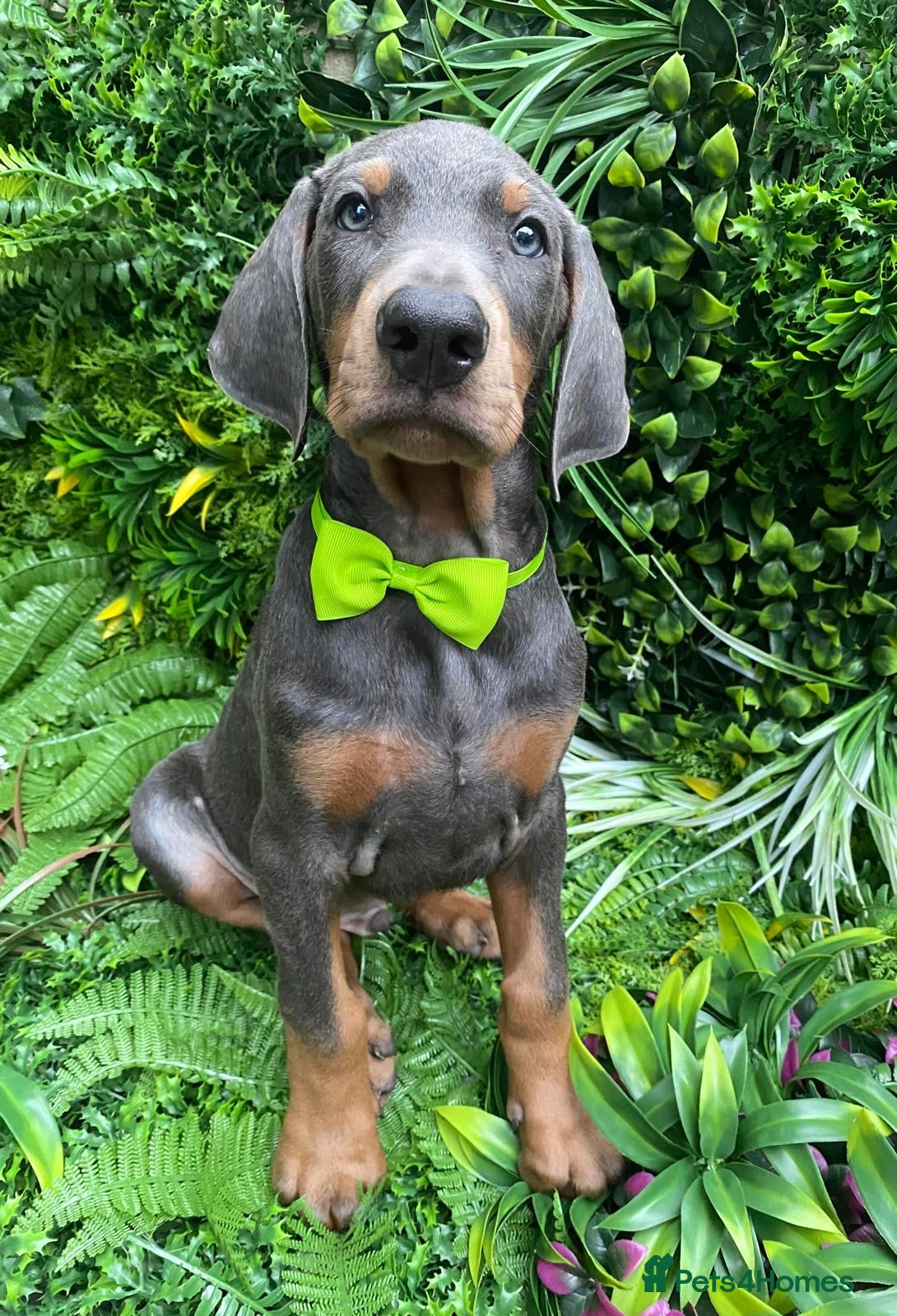 Dobermann dogs *KC REGISTERED* HEALTH TESTED DOBERMAN PUPPIES - Advert 2