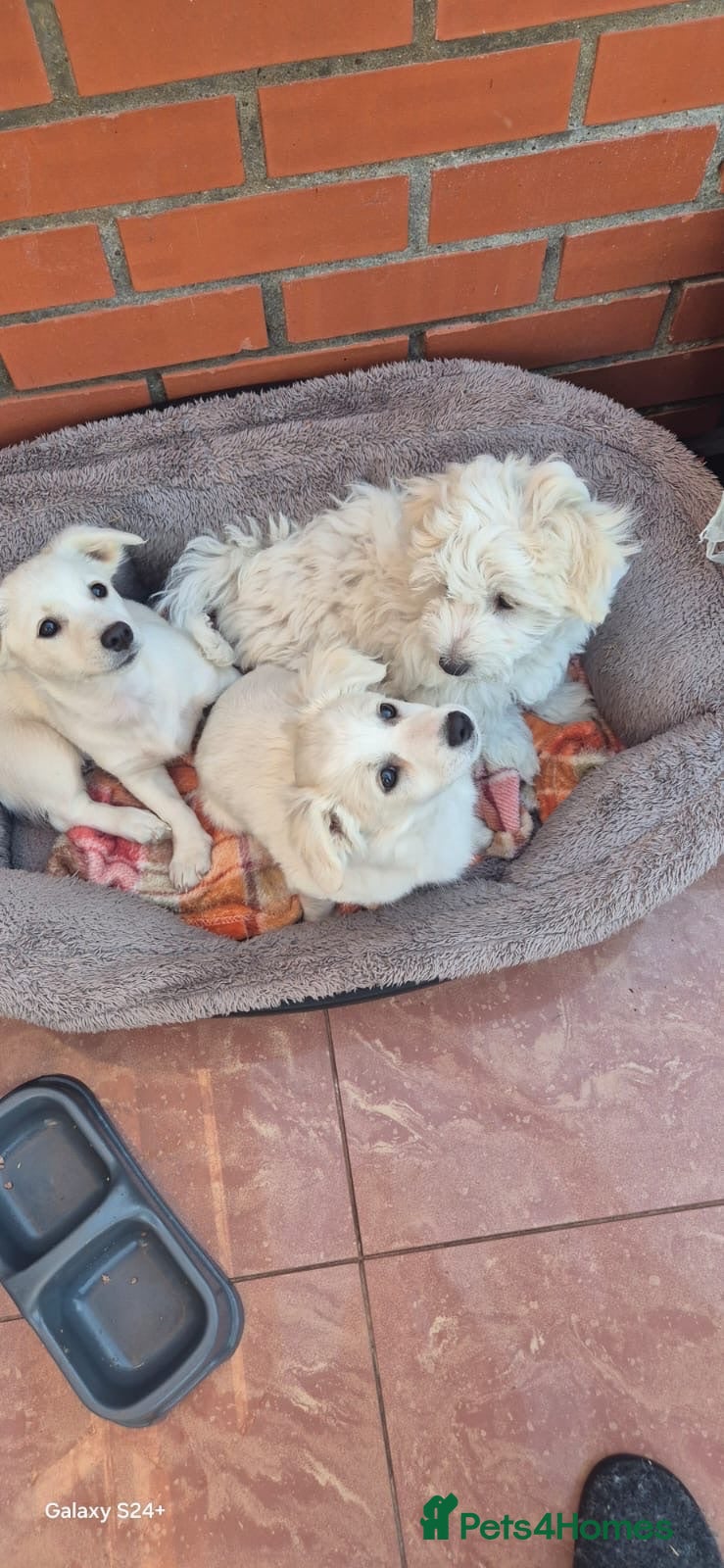 Bichon Frise dogs Hi there - Advert 16