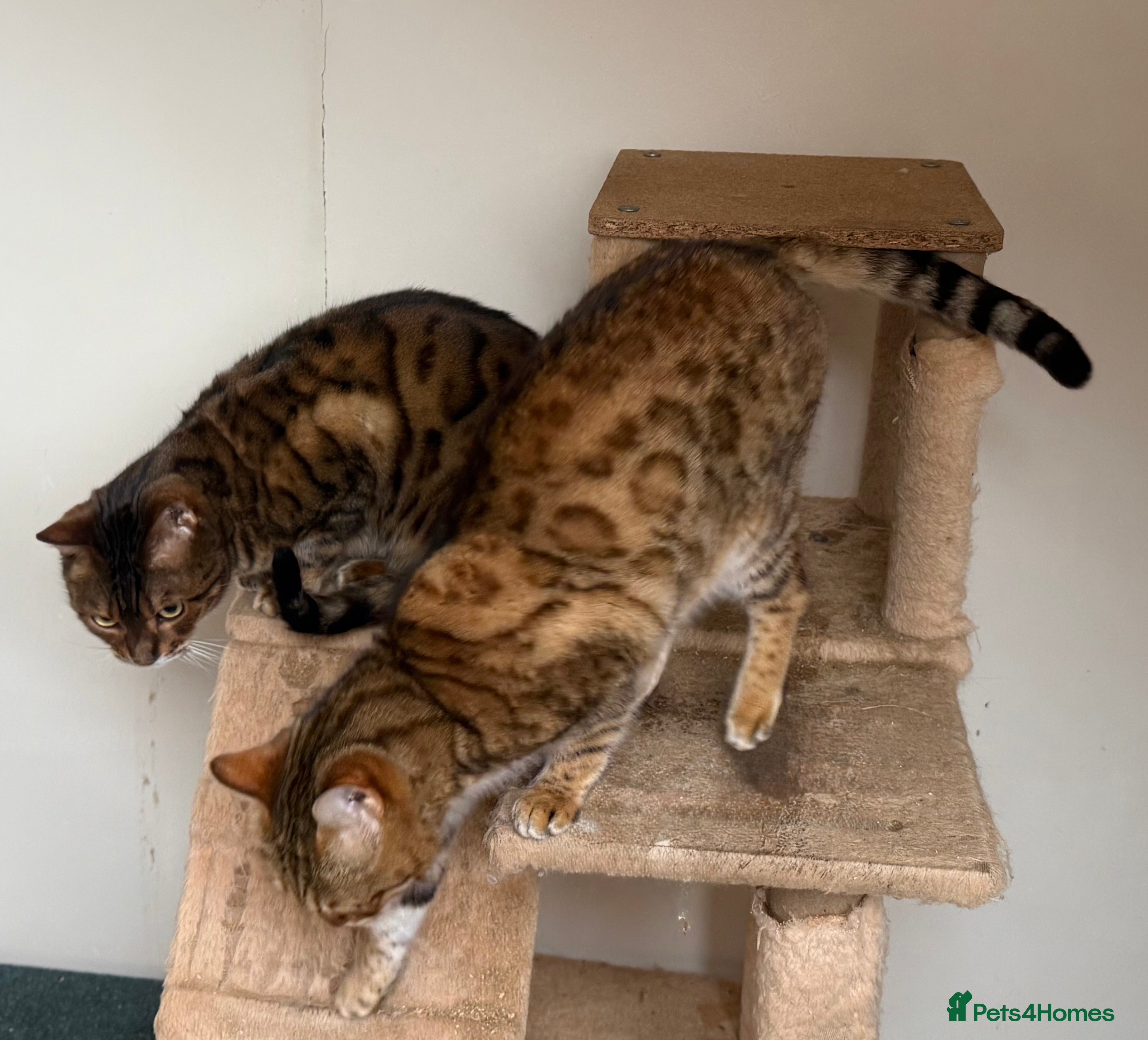 Bengal cats 2 Beautiful Adult Bengals  - Advert 2