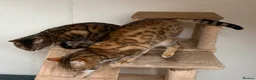 Bengal cats for sale: Beautiful Adult Bengals - Advert 2