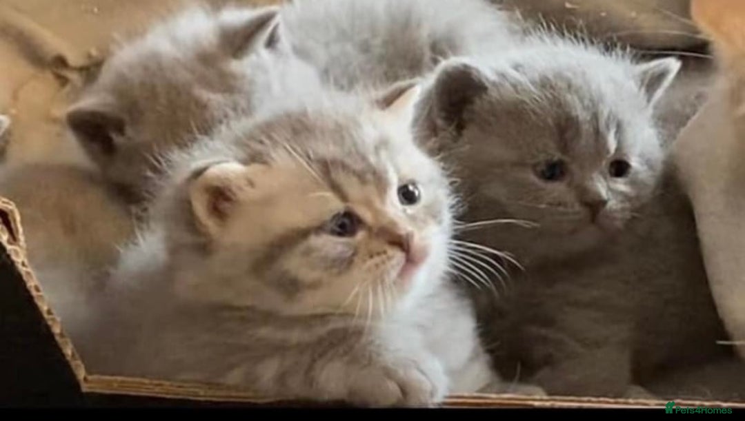 British Longhair cats for sale: British Longhair Kitten  - Image 1