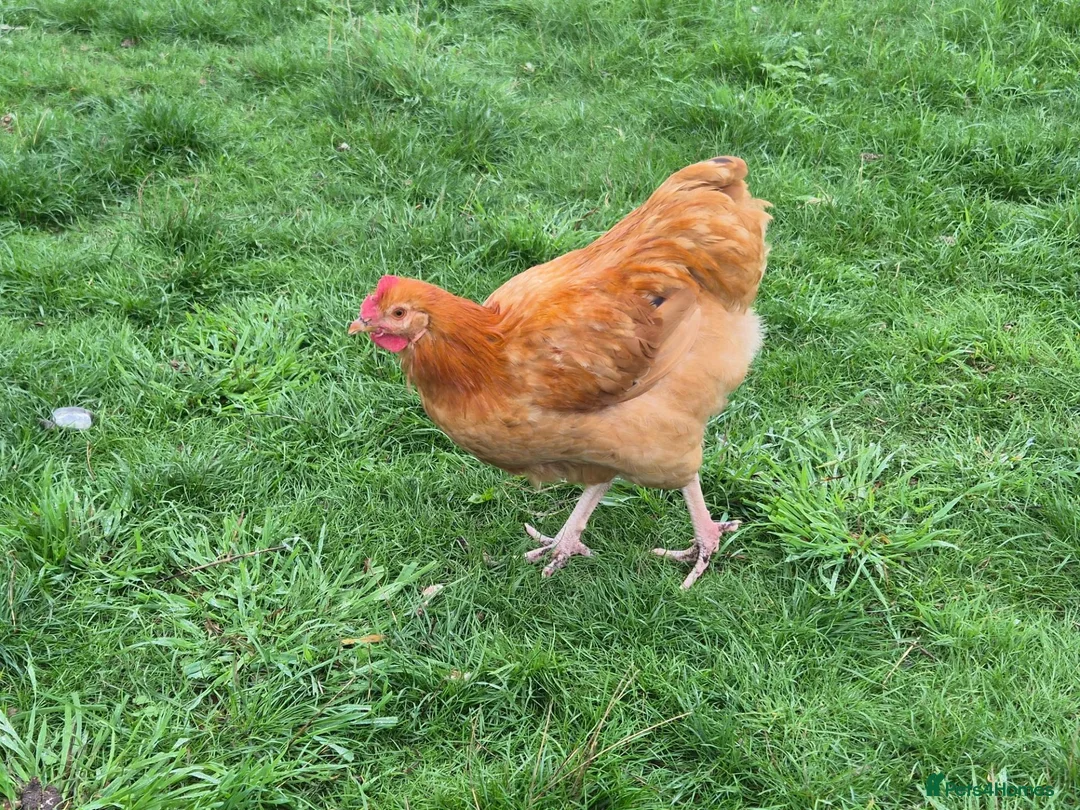 Chickens poultry for sale: Rooster - Buff Orpington Mixed in Barnetby - Advert 3