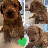 Labradoodle dogs Premium Multigen Labradoodle Puppies - Advert 3