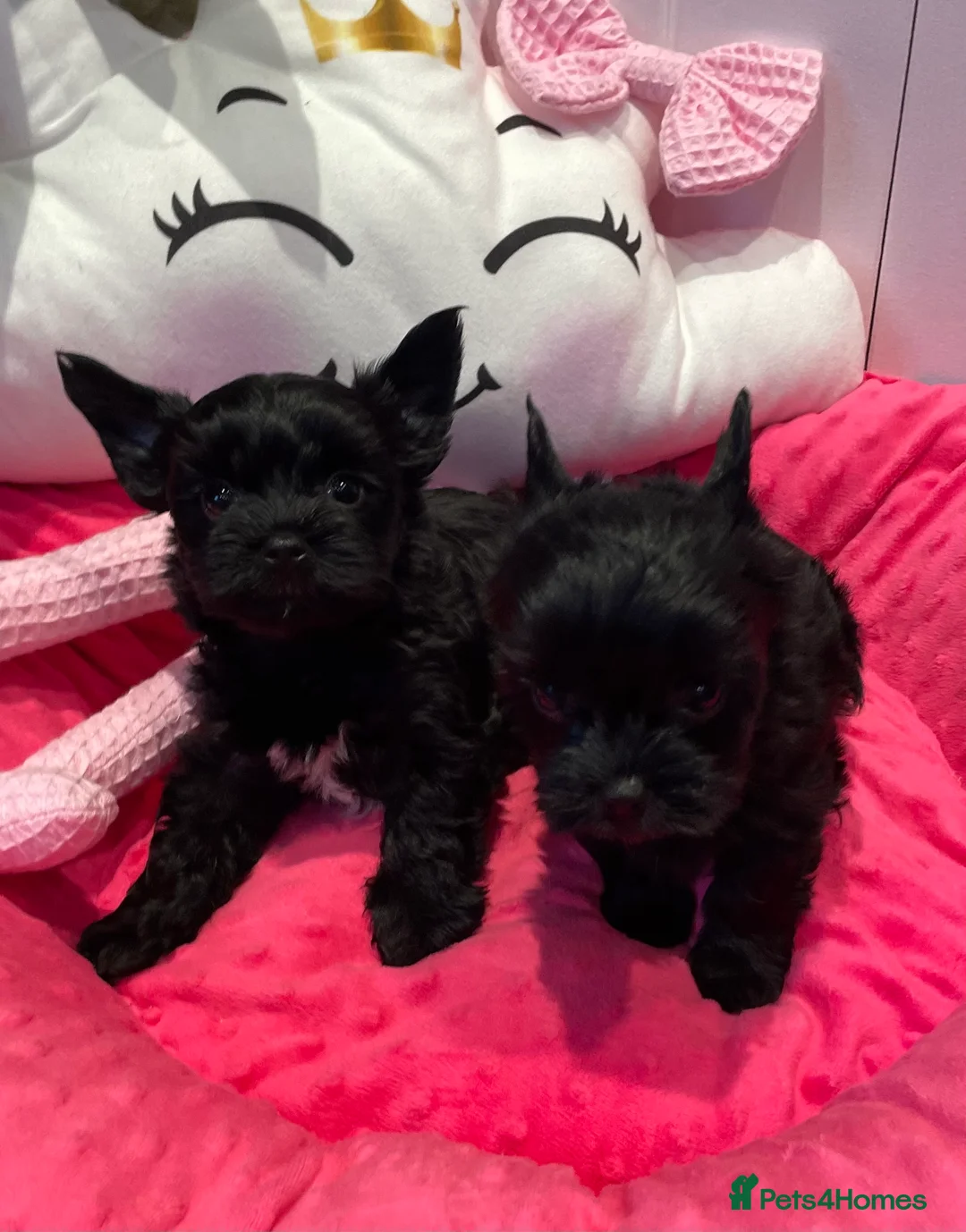 Yorkshire Terrier dogs for sale: pedigree yorkshire terrier ‼️‼️ - Advert 8