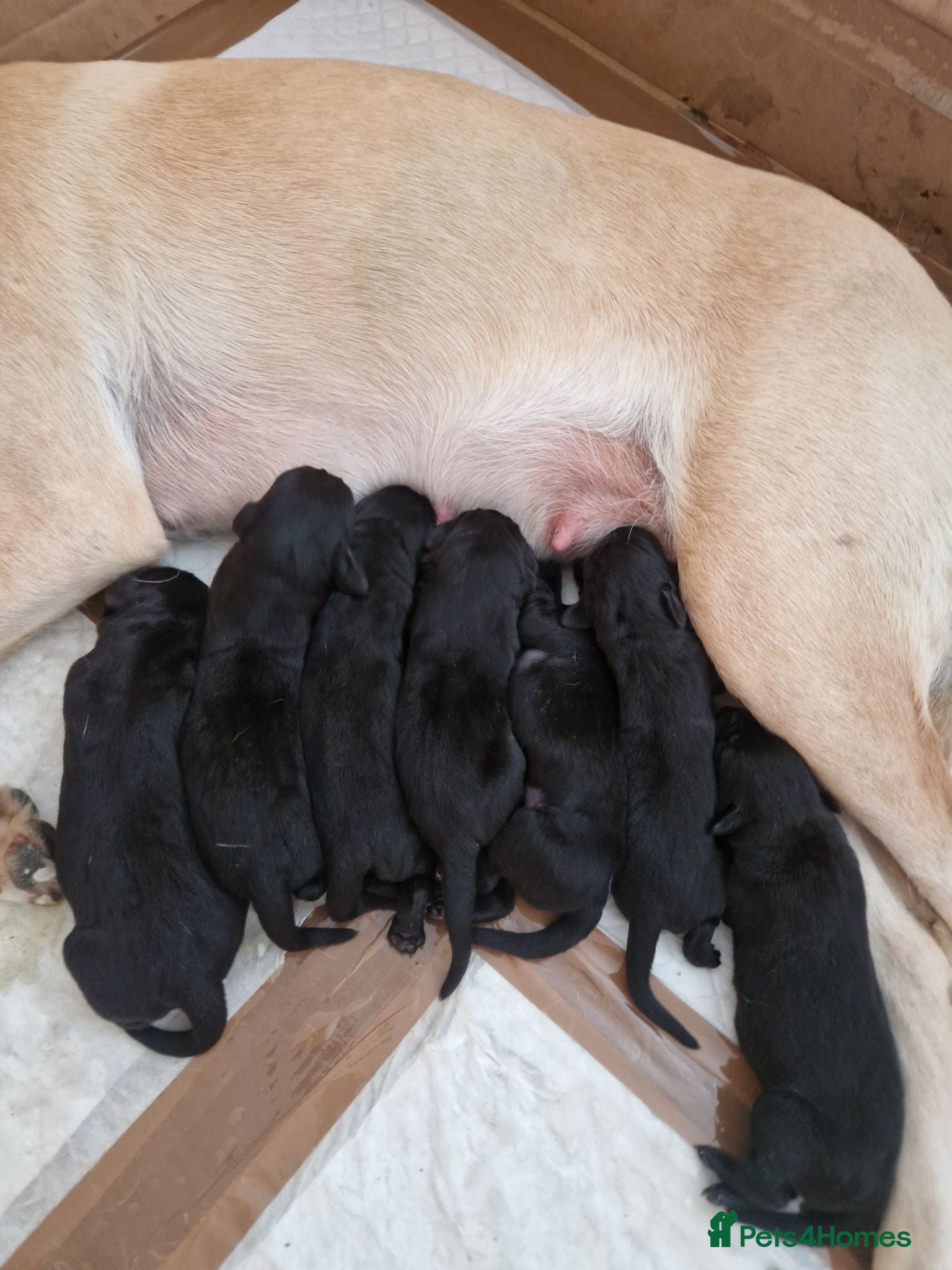 Labrador Retriever dogs Black Lab Pups INT FT Ch Sire Champion Bloodlines - Advert 1