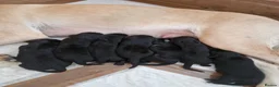 Labrador Retriever dogs for sale: Black Lab Pups INT FT Ch Sire Champion Bloodlines - Advert 1