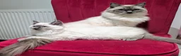 Ragdoll cats for sale: Ragdoll Kittens Boys available  - Advert 8
