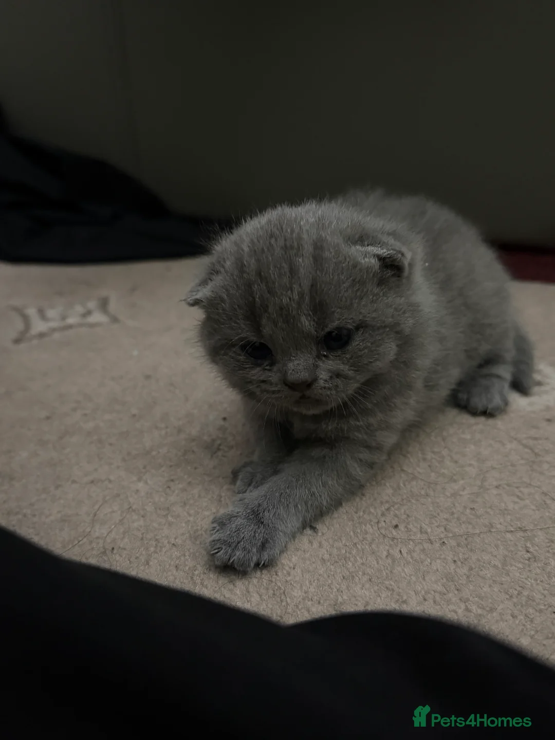 Scottish Fold cats for sale: Beautiful Kittens Ready from 8 Weeks in Salford - Advert 2