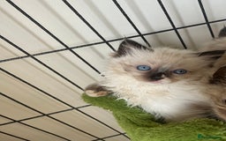 Ragdoll cats for sale: Beautiful pure breed Ragdoll kittens  - Advert 3
