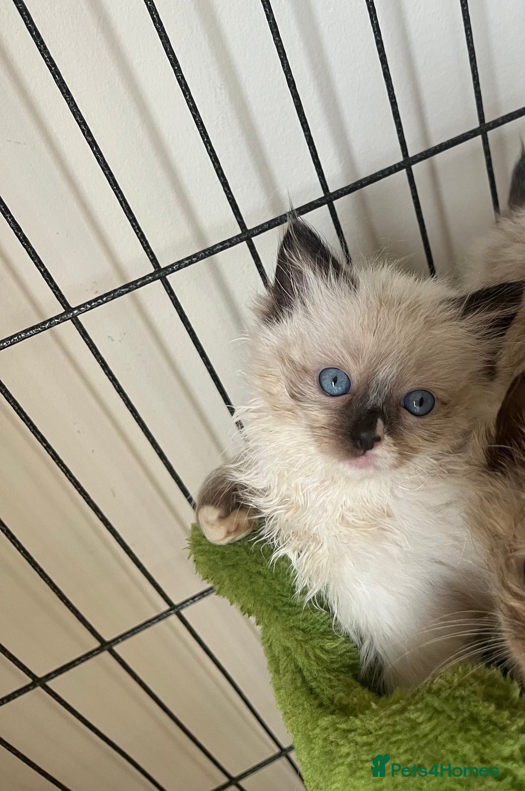 Ragdoll cats for sale: Beautiful pure breed Ragdoll kittens  - Advert 3