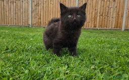Mixed Breed cats for sale: 4 beautiful kittens for sale - Image 2