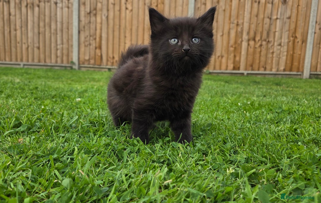 Mixed Breed cats for sale: 4 beautiful kittens for sale - Image 2