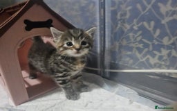 European cats for sale: Female tabby europian shorthair mixed kitten 🏡  - Image 1