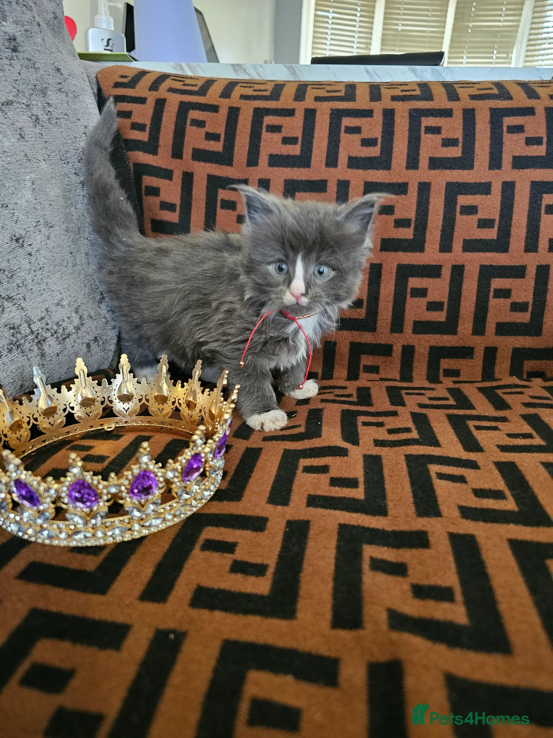 Maine Coon cats for sale: Maine Coon Kittens – Ready After 28th February 🐾 - Advert 14