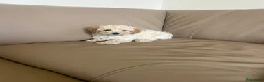 Cavapoo 4