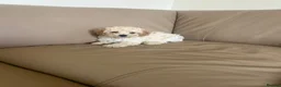 Cavapoo dogs for sale: Beautiful f2b cavapoo puppy’s  in Huntingdon - Advert 9