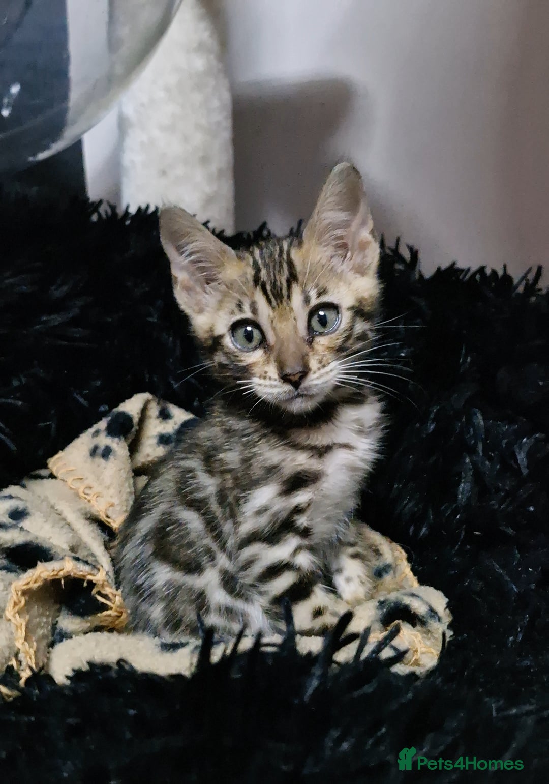 Bengal cats for sale: TICA Genetic & Health Tested Bengal Kittens  - Image 15