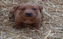 Labrador Retriever dogs for sale: KC Registered Fox Red & Yellow Labradors - Image 11