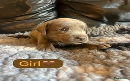 Labrador Retriever dogs for sale: Kc registered silver labs, health tested parents - Image 5