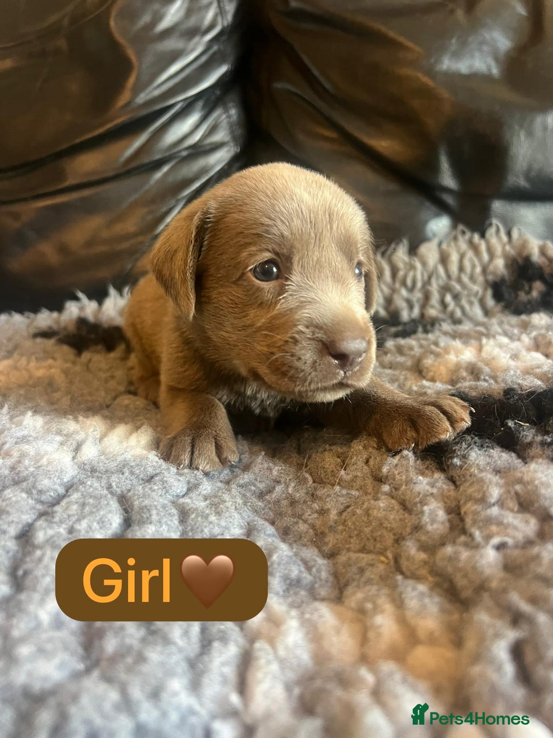 Labrador Retriever dogs for sale: Kc registered silver labs, health tested parents - Image 5