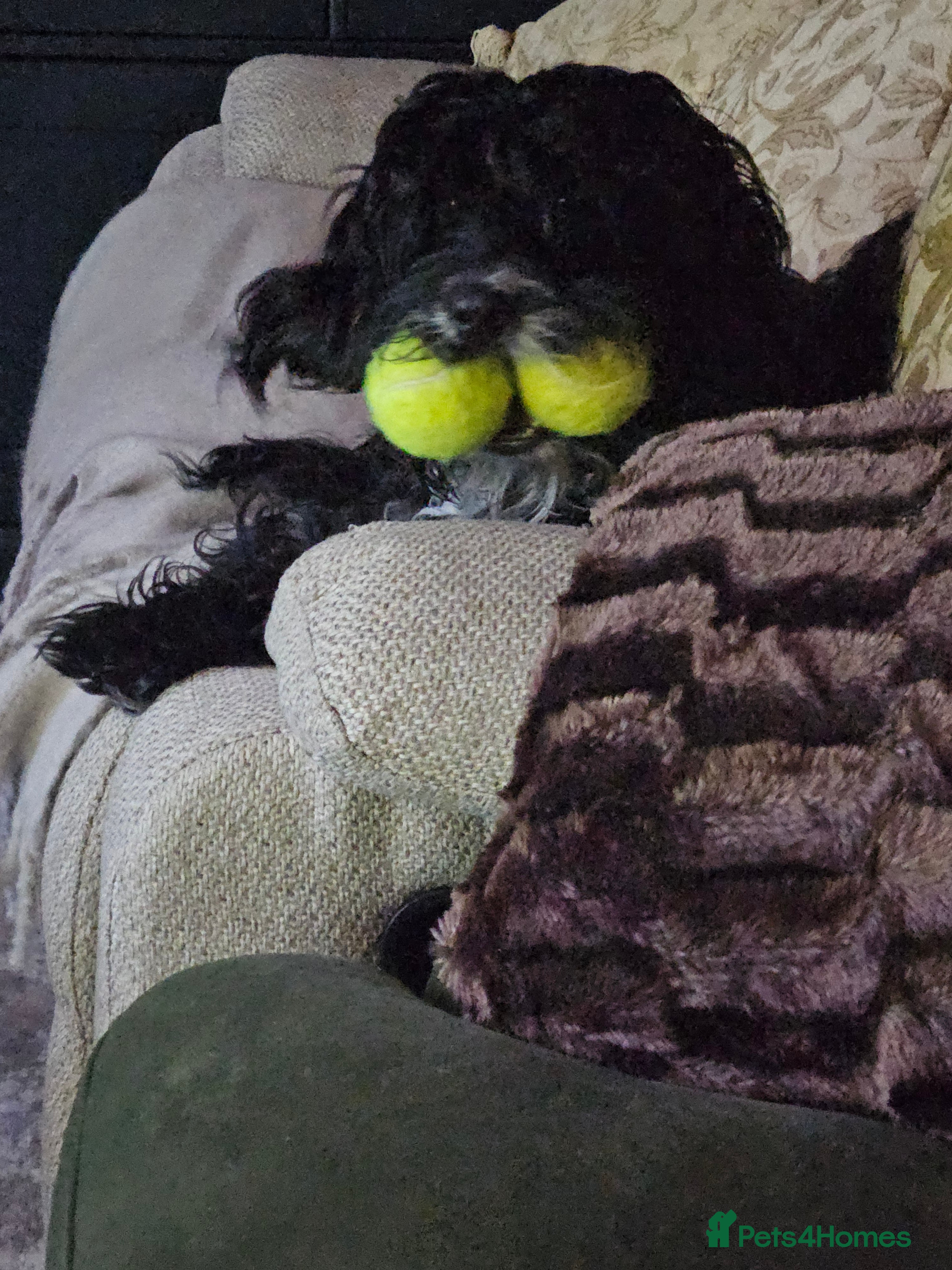 Mixed Breed dogs Bundles of love ❤️ and fun!! - Advert 2