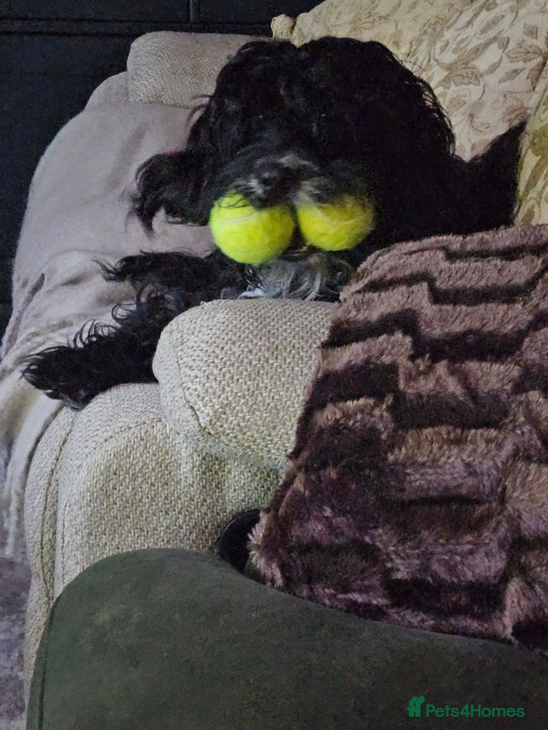 Mixed Breed dogs for sale: Bundles of love ❤️ and fun!! - Advert 3