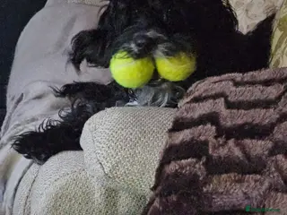 Mixed Breed dogs Bundles of love ❤️ and fun!! - Advert 2