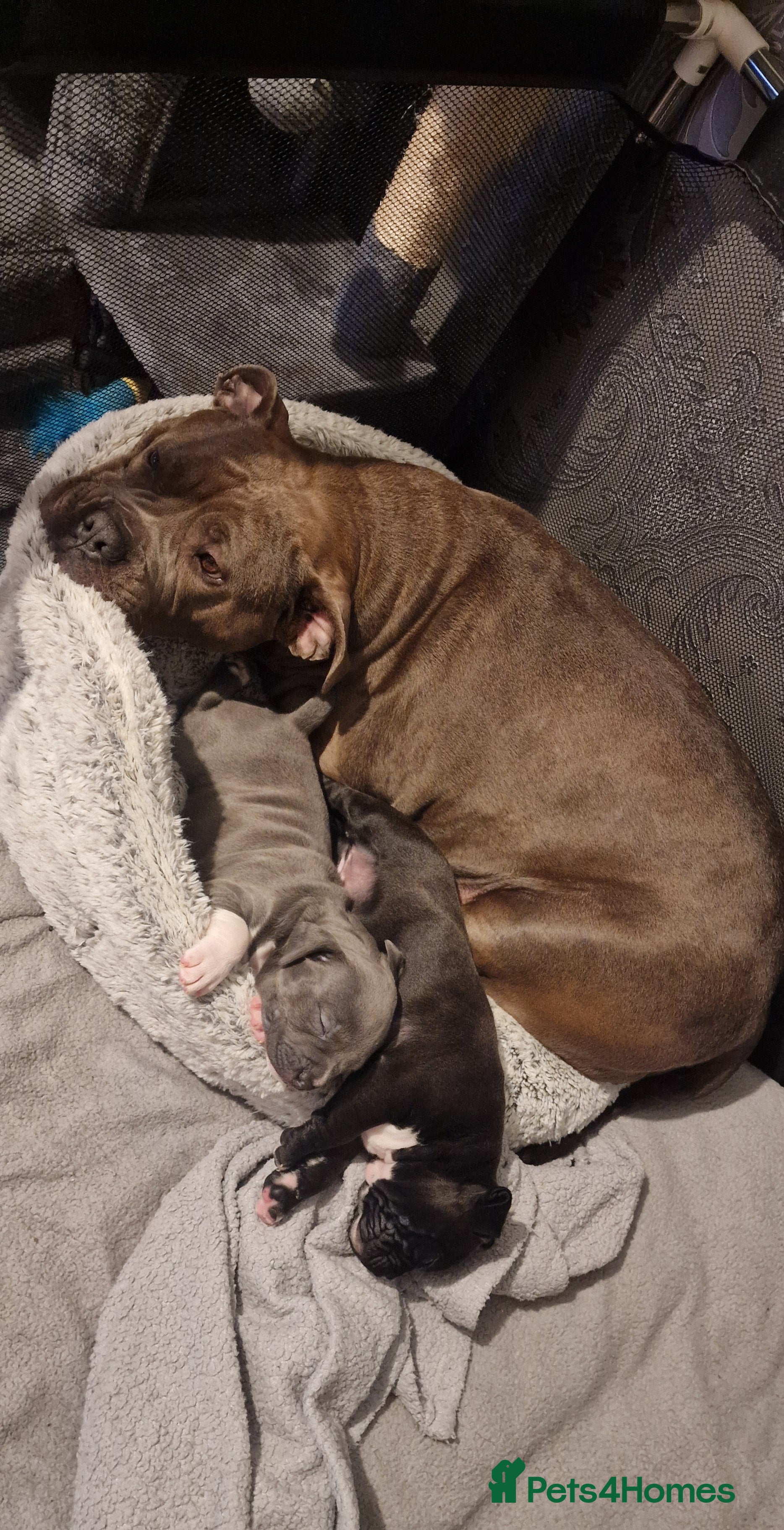 Staffordshire Bull Terrier dogs Staffordshire Bull terrier puppies  - Advert 1