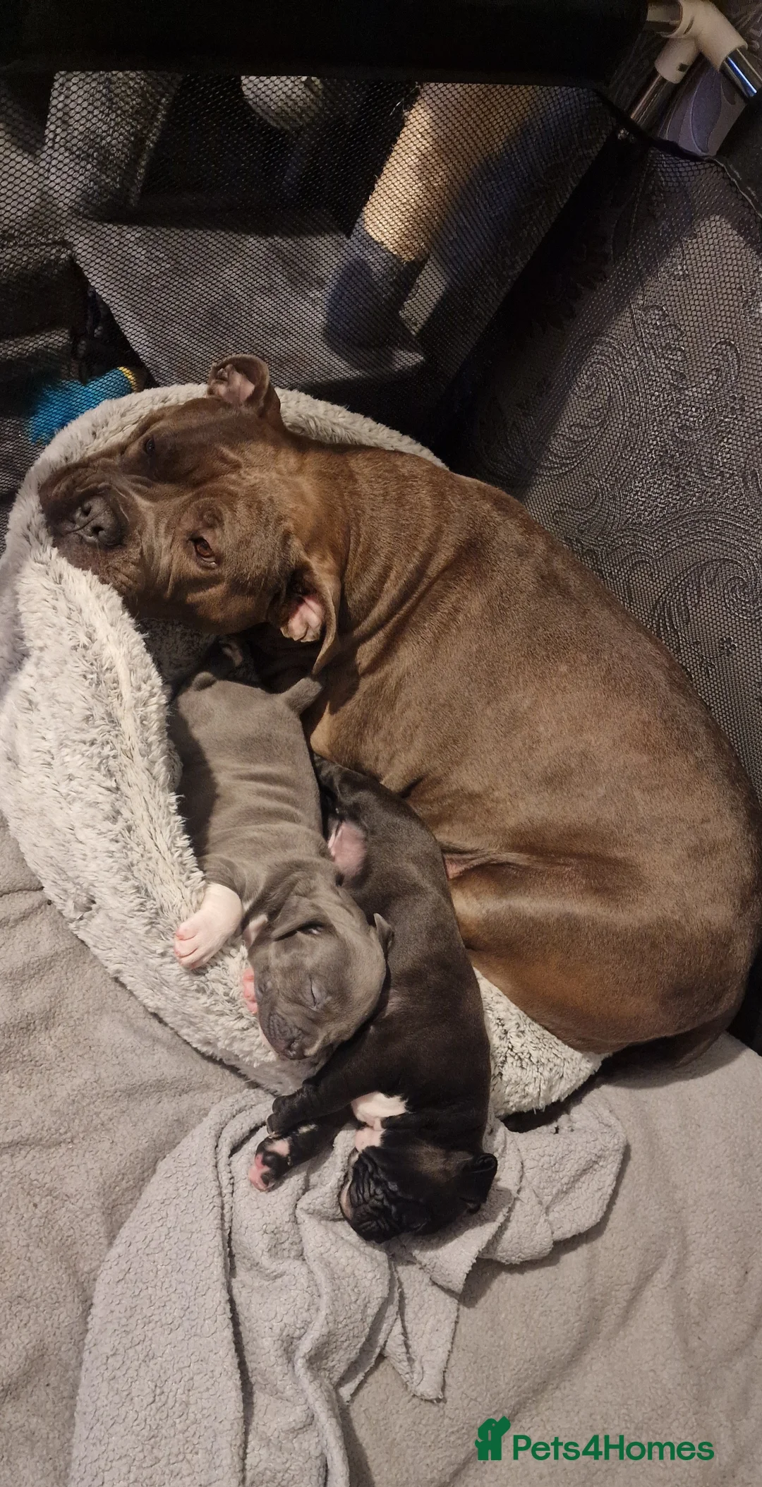 Staffordshire Bull Terrier dogs for sale: Staffordshire Bull terrier puppies  - Advert 1