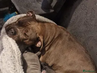 Staffordshire Bull Terrier dogs Staffordshire Bull terrier puppies - Advert 1