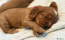 Cocker Spaniel dogs for sale: Working cocker spaniels (red)  - Image 9