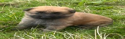 German Shepherd dogs for sale: German shepherd pups - Advert 16