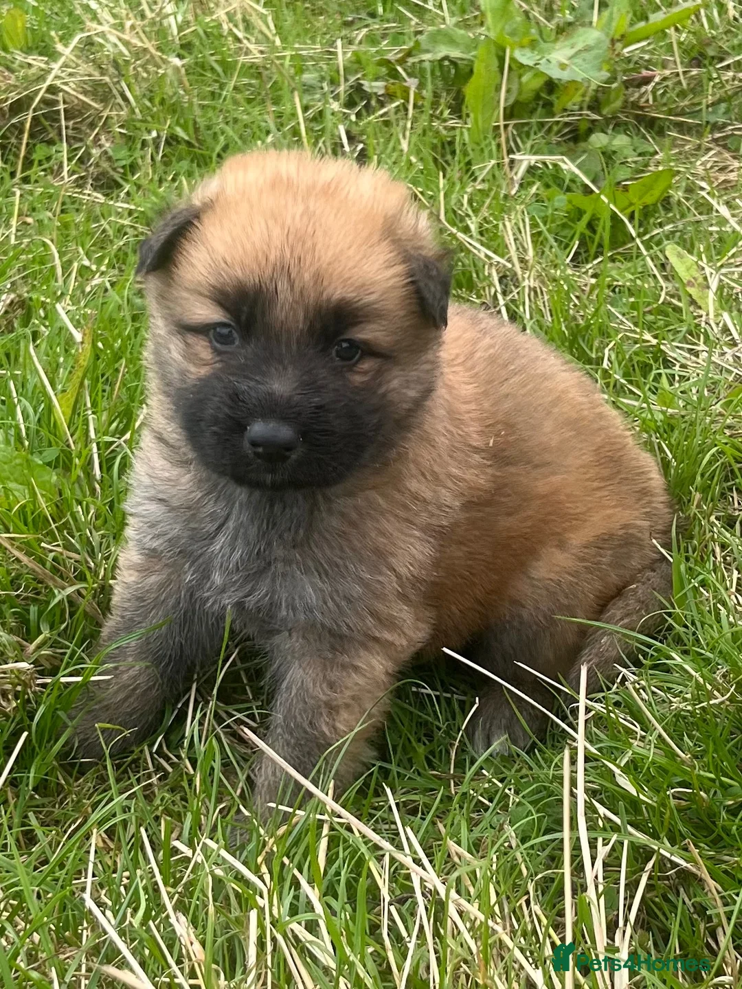 German Shepherd dogs for sale: German shepherd pups - Advert 16