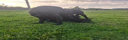 Labrador Retriever dogs for sale: Beautiful KC Registered Black Labrador Puppies - Advert 18