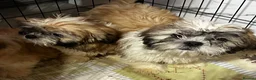 Shih Tzu dogs for sale: Shih Tzu puppy  - Advert 7