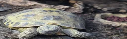 Tortoise reptiles for sale: Tortoise named rocky  - Advert 2