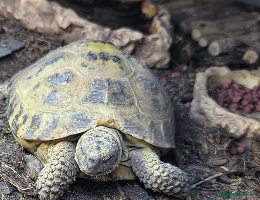Tortoise reptiles for sale: Tortoise named rocky  - Advert 2