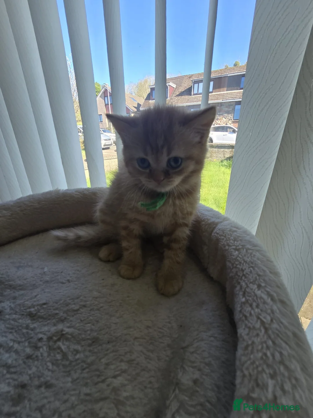British Shorthair cats for sale: RED BRITISH SHORTHAIR KITTEN - Advert 6