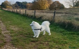 Samoyed dogs for sale: 🐾 Exceptional Pedigree Samoyed Puppies  🐾 - Image 7