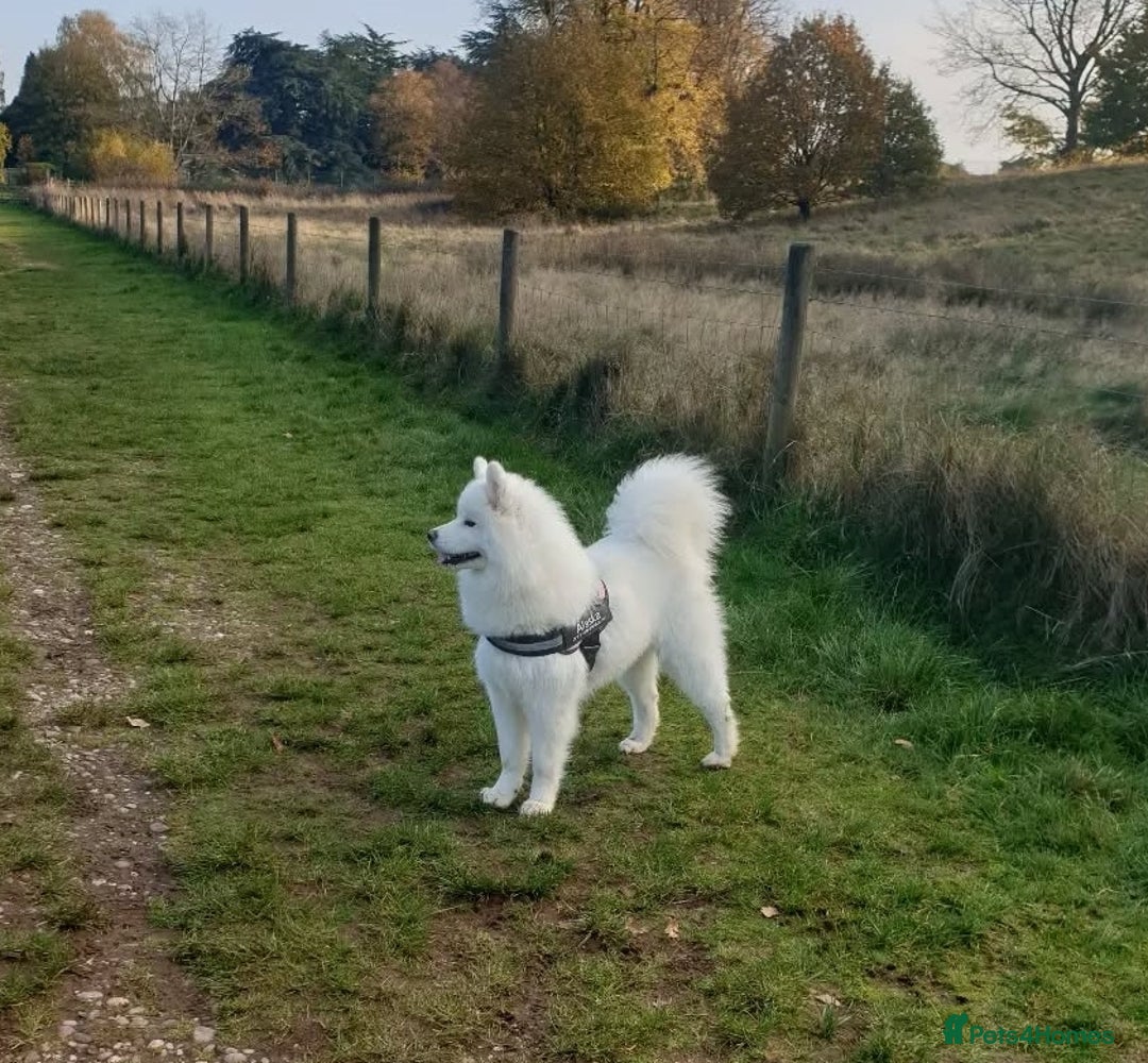 Samoyed dogs for sale: 🐾 Exceptional Pedigree Samoyed Puppies  🐾 - Image 7