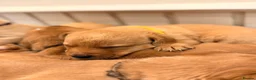 Labrador Retriever dogs for sale: Fox Red Labrador Pups – Raised with kids, Herts - Advert 18