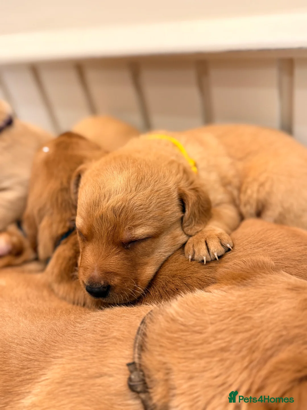 Labrador Retriever dogs for sale: Fox Red Labrador Pups – Raised with kids, Herts - Advert 18
