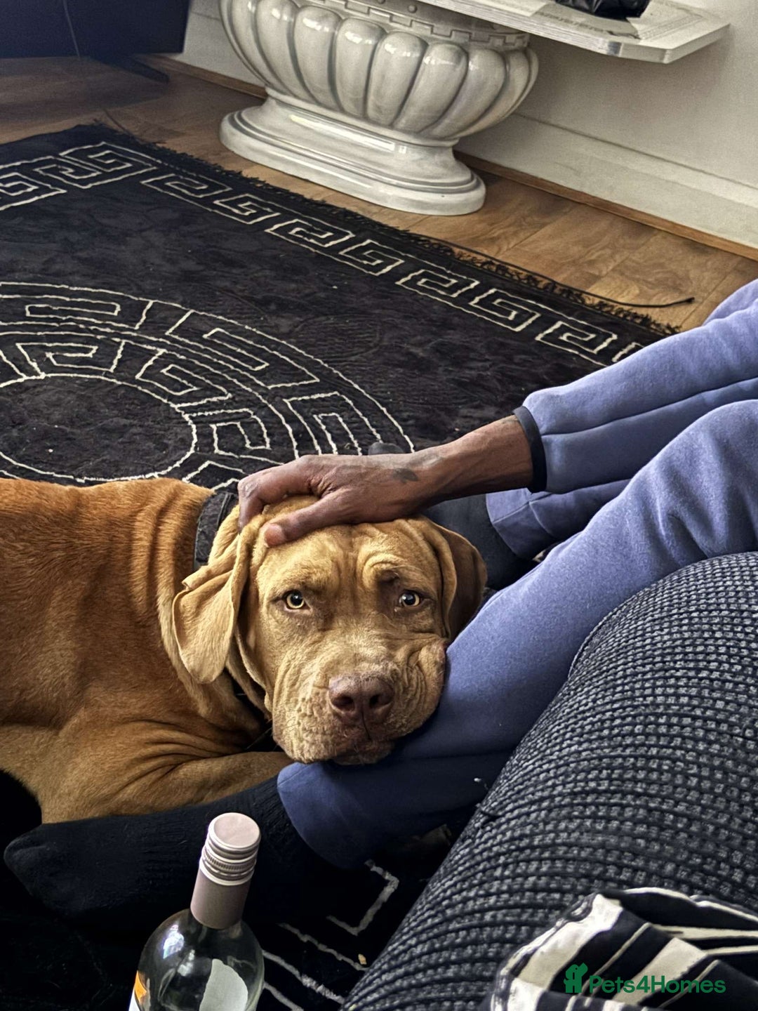 Bullmastiff dogs for stud: Dog For Sale  - Advert 4