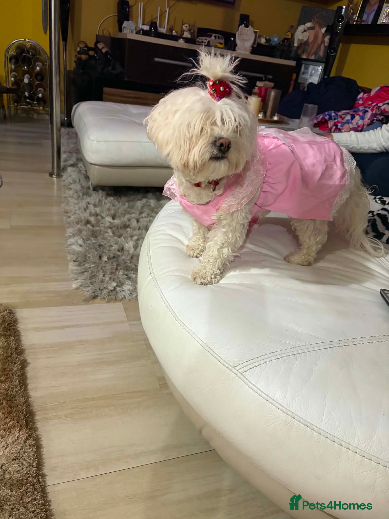 Mixed Breed dogs Bichon Frise x Bichon Boloneze - Advert 1
