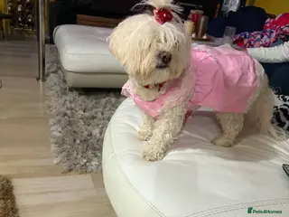 Mixed Breed dogs Bichon Frise x Bichon Boloneze - Advert 6