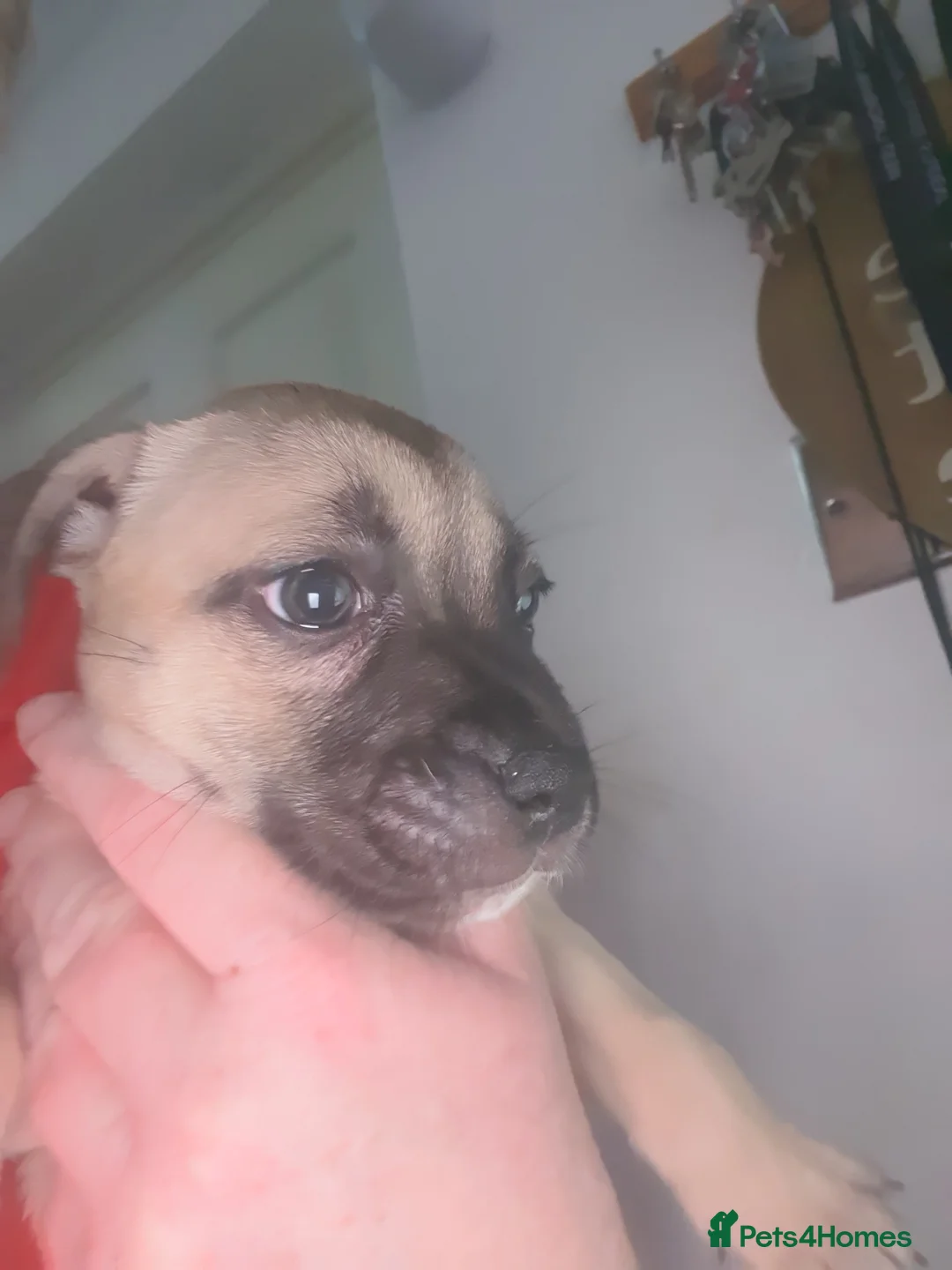 Staffordshire Bull Terrier dogs for sale: **LAST ONE **ready 3rd April 2026! - Advert 2